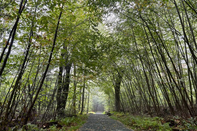 A canopy of trees surrounds the Limberlost Trail in Shenandoah National Park.