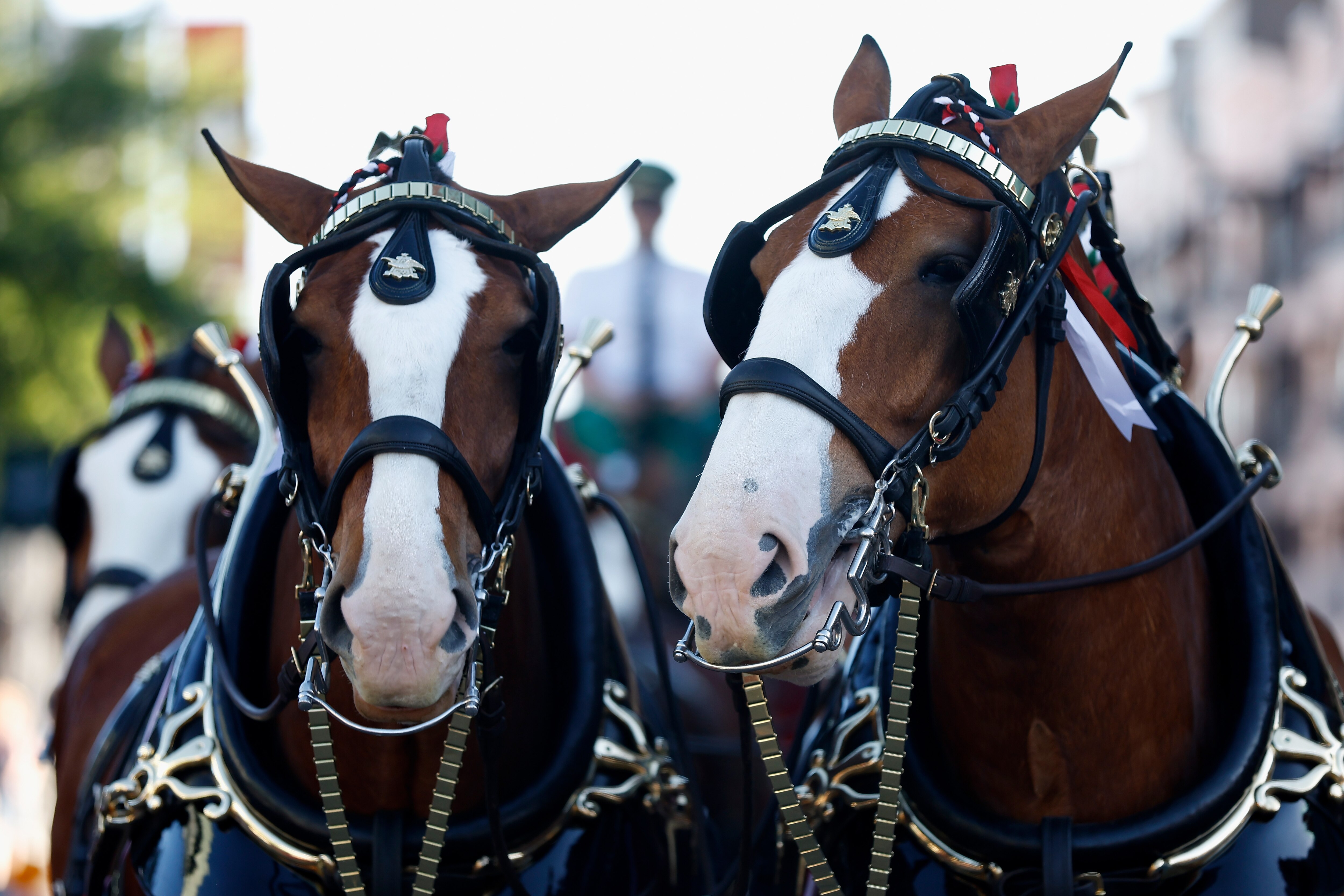 PHOENIX, ARIZONA - APRIL 07: The Budweiser Clydesdales are seen outside of Chase Field before the MLB opening day game between the San Diego Padres and the Arizona Diamondbacks on April 07, 2022 in Phoenix, Arizona.
