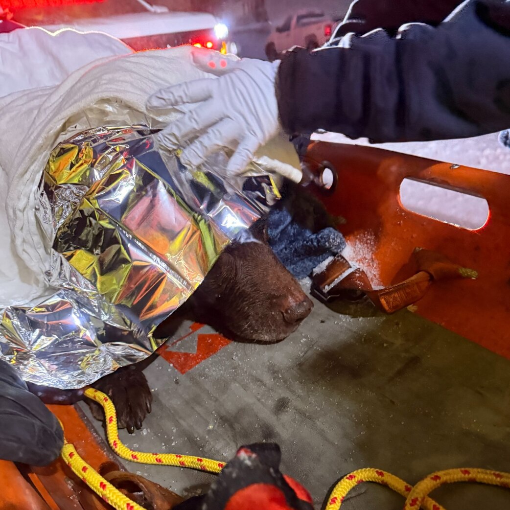 Early Monday, the department said, emergency dispatchers received a 911 call that a dog was stuck on Luce Creek, which was iced over because of frigid cold temperatures.