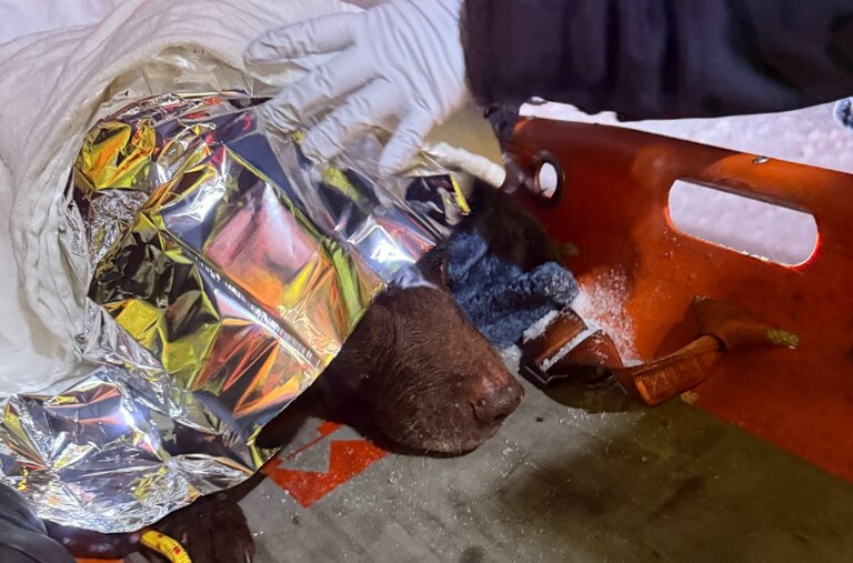 Early Monday, the department said, emergency dispatchers received a 911 call that a dog was stuck on Luce Creek, which was iced over because of frigid cold temperatures.