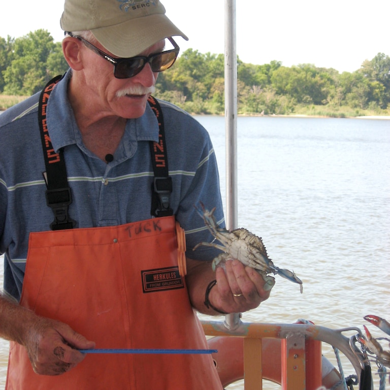 Tuck Hines, lead author of the study and director emeritus of the Smithsonian Environmental Research Center, measures a blue crab on a survey.