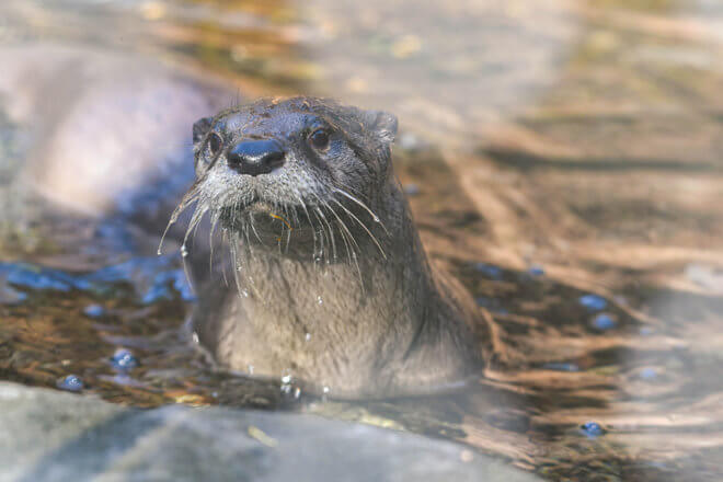 Brie, a 1 1/2-year-old river otter, has joined two companions at the Maryland Zoo in Baltimore.