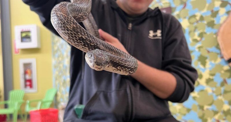 Great snakes: At Irvine Nature Center's World Snake Day, visitors can hold and touch these insect eaters.