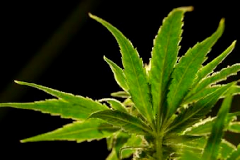 FILE - In this Friday, March 22, 2019, file photo, a marijuana plant is visible at Compassionate Care Foundation's medical marijuana dispensary in Egg Harbor Township, N.J. The U.S. Drug Enforcement Administration will move to reclassify marijuana as a less dangerous drug, a historic shift to generations of American drug policy that could have wide ripple-effects across the country. The DEA’s proposal still must be reviewed by the White House Office of Management and Budget.