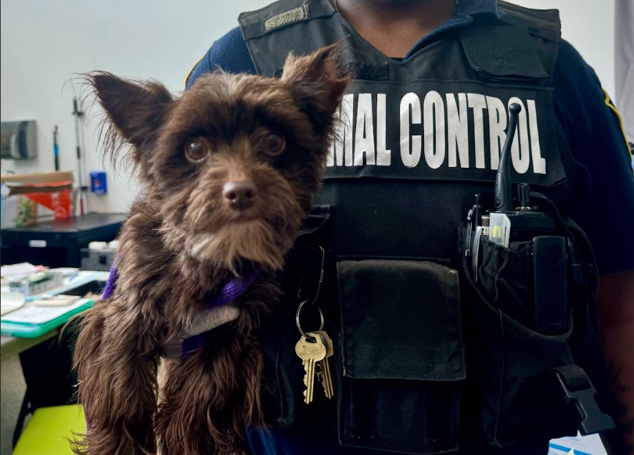 Most of the animals seized from a rowhome in Baltimore this year have been adopted or placed with rescues.