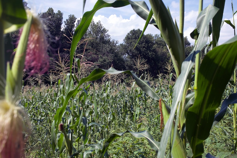 AUGUST 28, 2026 - AfriThrive waits to harvest white corn until it hardens so they can turn it into corn flour.