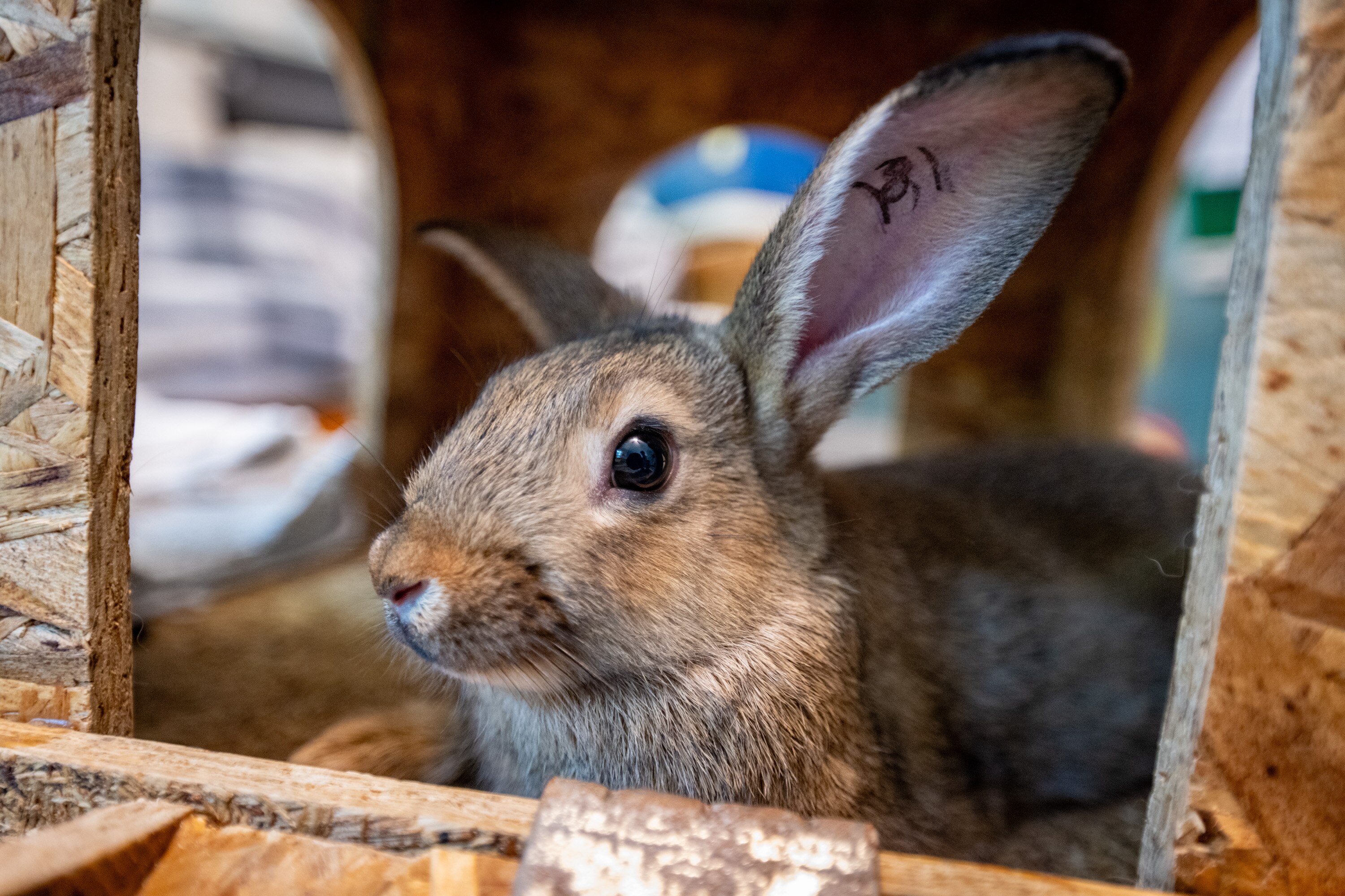 A young bunny explores its surroundings during exercise time at Friends of Rabbits in Columbia.