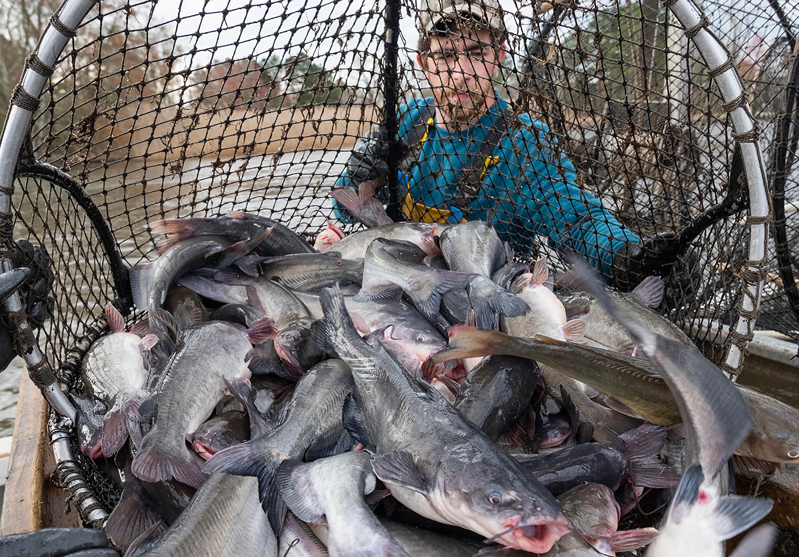 One of the biggest changes that we have seen in Maryland waters over the last 10-years is the expansion of an invasive species - the blue catfish.