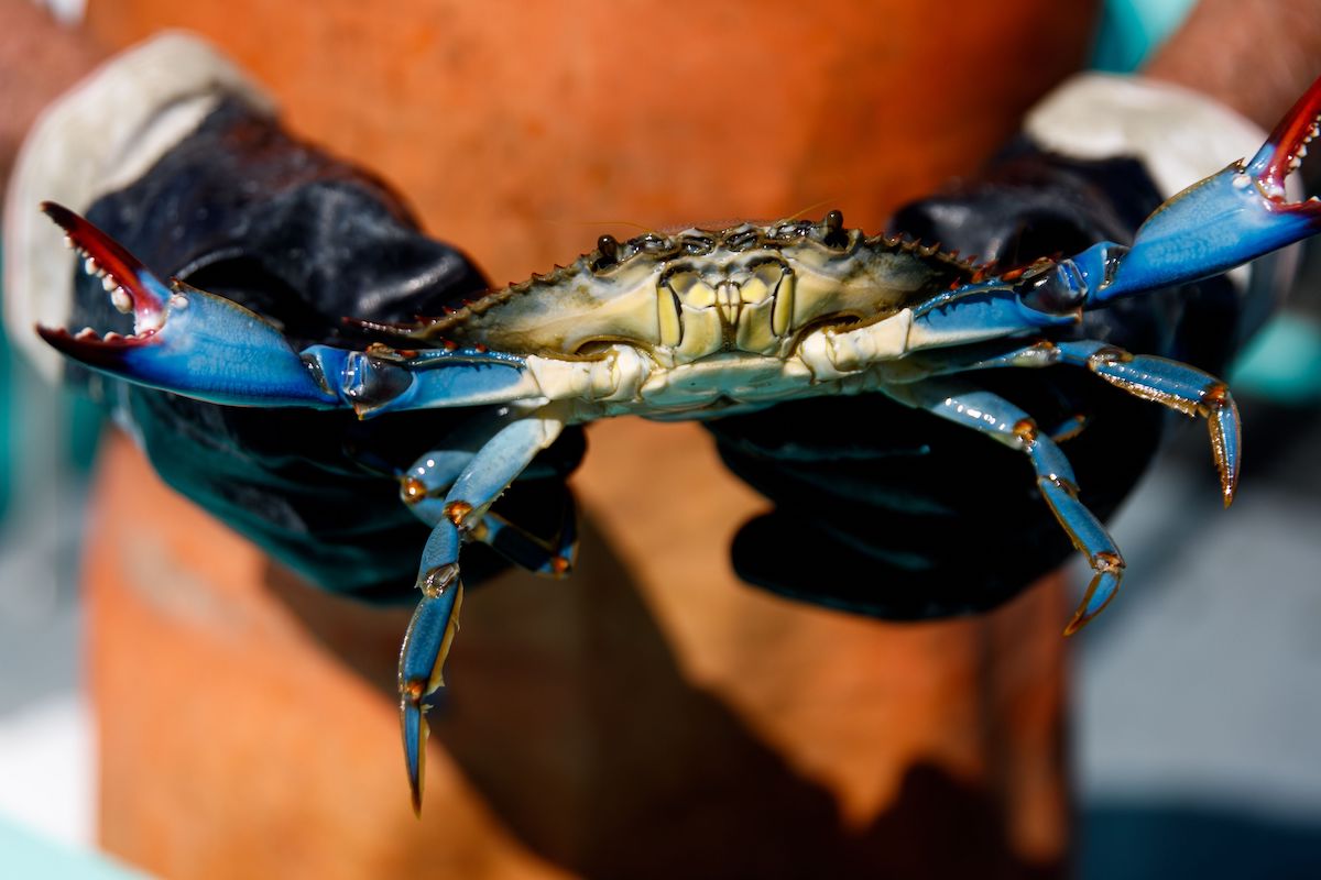 JC Hudgins shows a blue crab he caught in the Chesapeake Bay in Mathews, Va., on Friday, June 10, 2022.