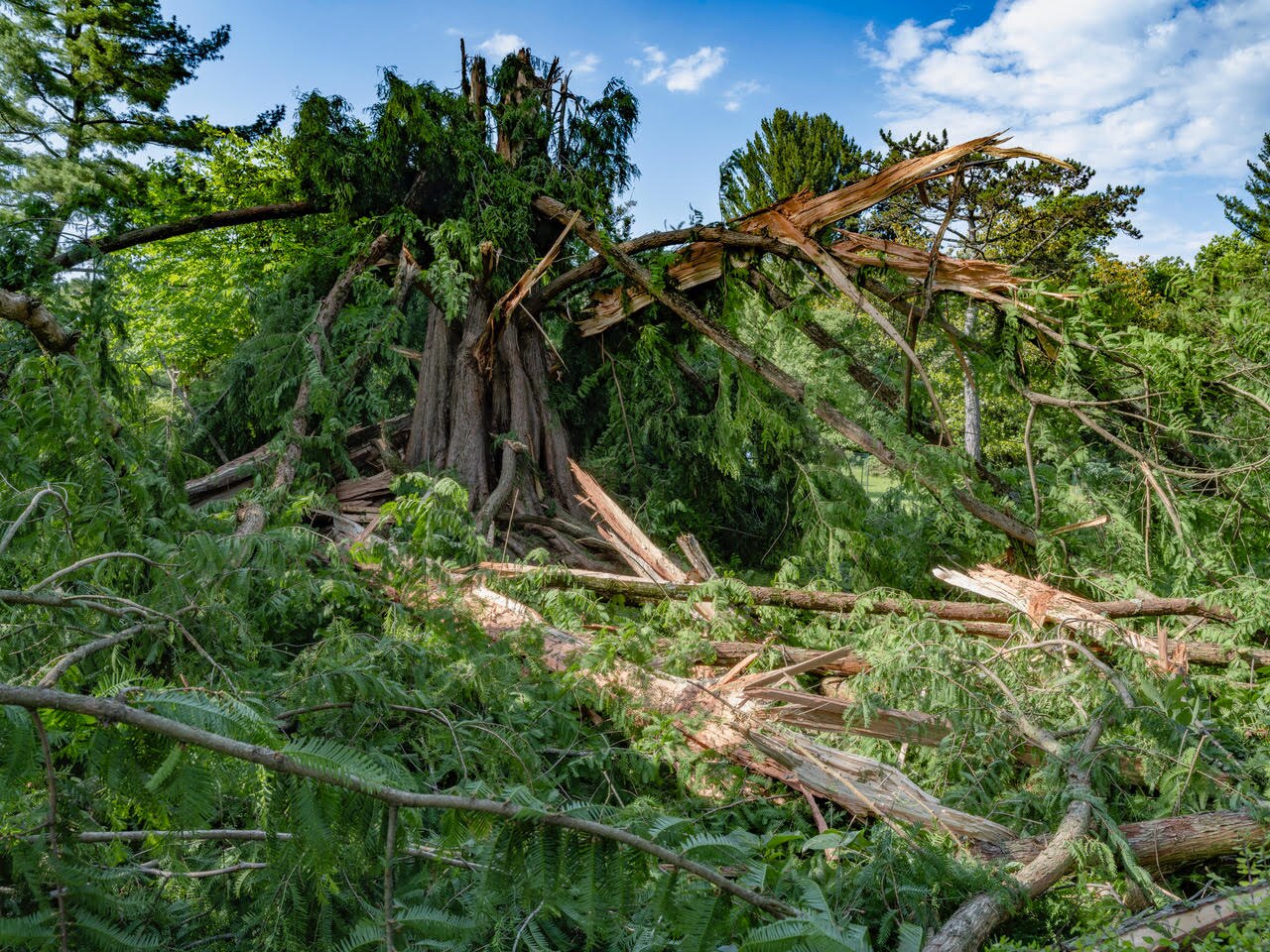 An electrical storm felled Cylburn Arboretum’s beloved dawn redwood, a popular natural landmark in Baltimore, on Monday, May 27, 2024.