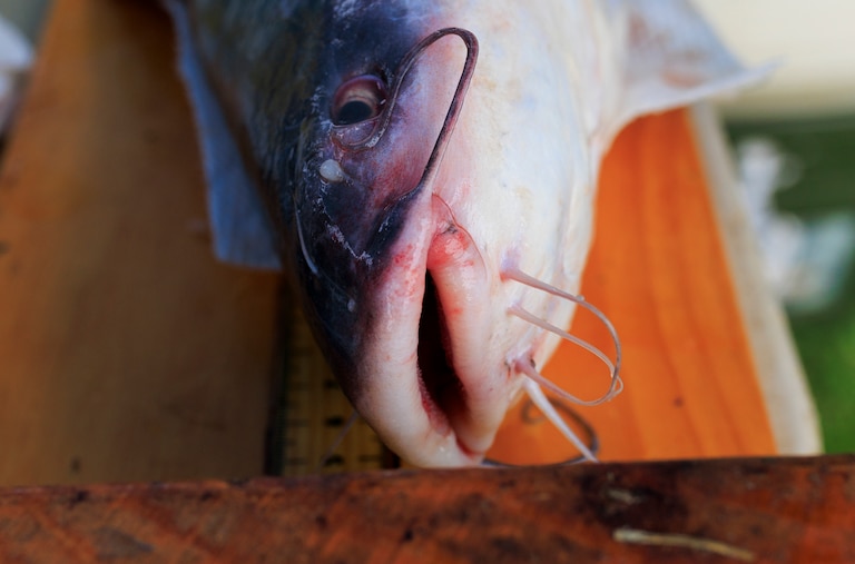 A Blue Catfish is measured during the Annual Nanticoke River Invasive Fishing Derby Saturday, July 19, 2025, in Sharptown.