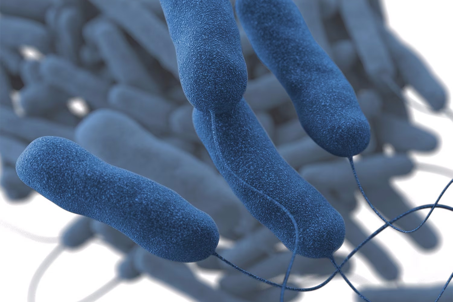 An illustration of the Legionella bacteria, which can cause Legionnaires' disease and Pontiac fever.