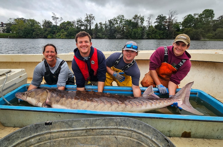 Ashlee Horne, Benjamin Staud, Tyler Fowler and Tanner Broadwell show off Chessie, the 200 pound sturgeon they found in the Maryshope this September.