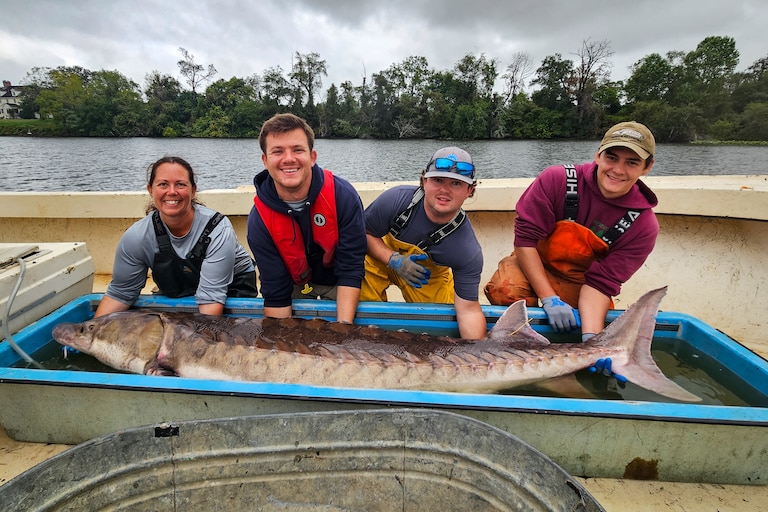 Ashlee Horne, Benjamin Staud, Tyler Fowler and Tanner Broadwell show off Chessie, the 200 pound sturgeon they found in the Maryshope this September.