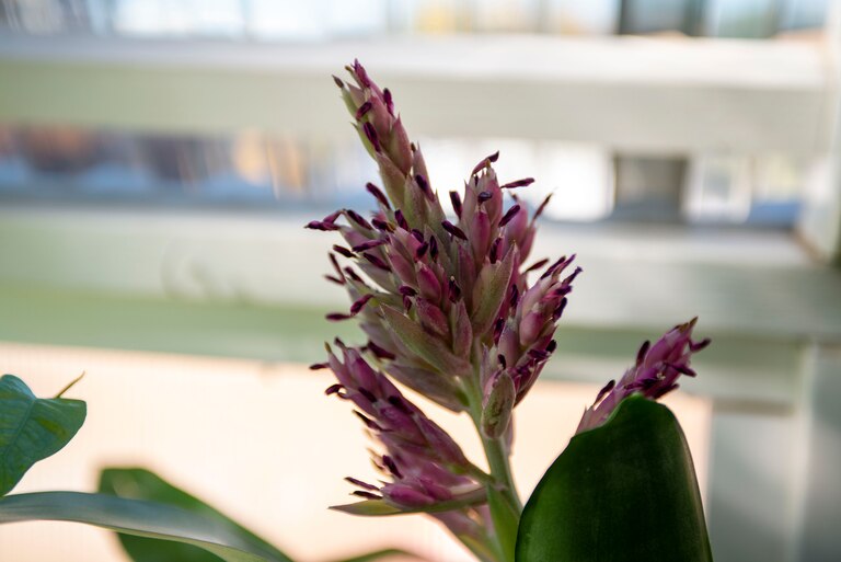 A bromeliad blooms in the green house at green neighbor in Hampden.