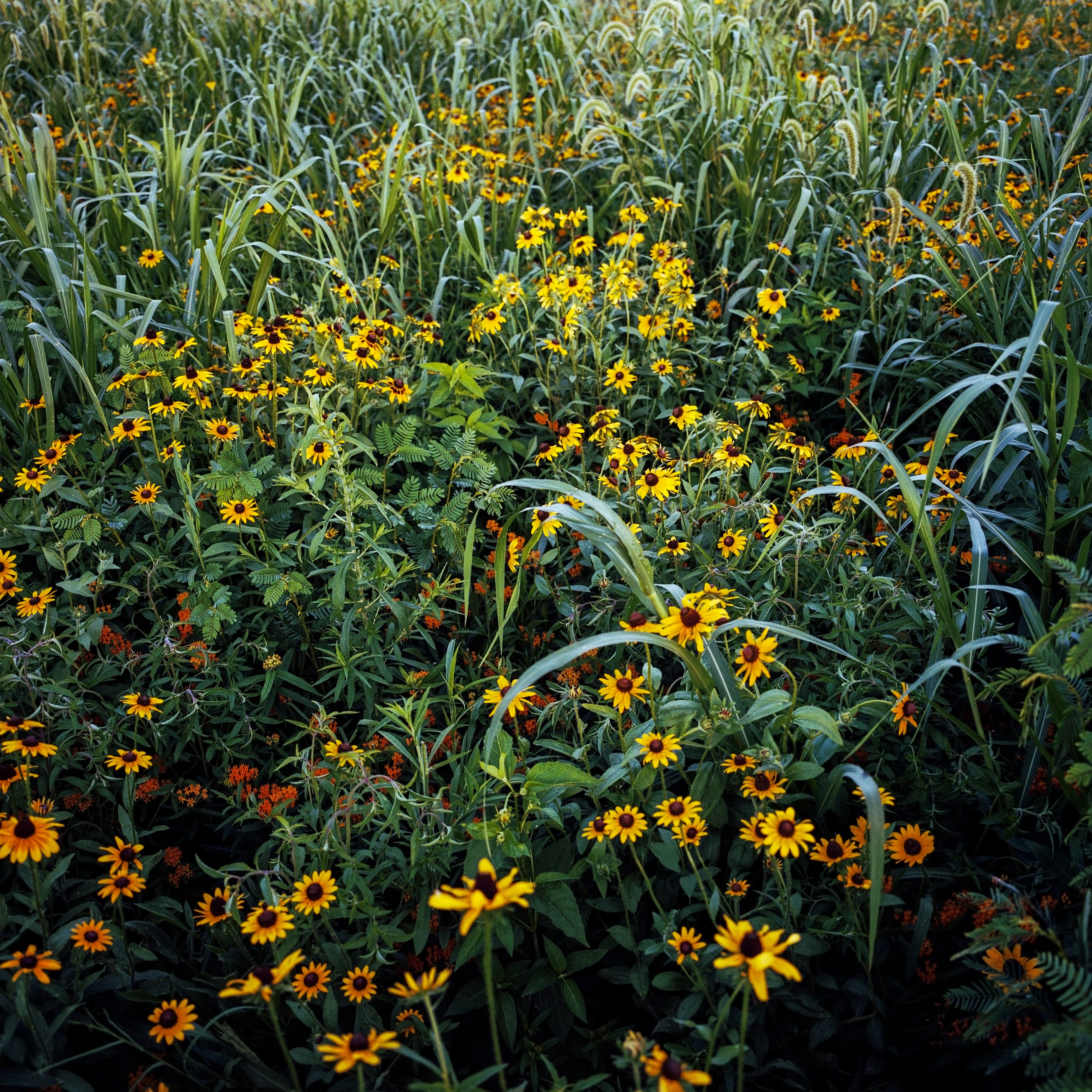 Black eyed susan and butterfly weed in a field in the back quarter at the Emory Farm on August 3rd, 2022 in Queenstown Maryland