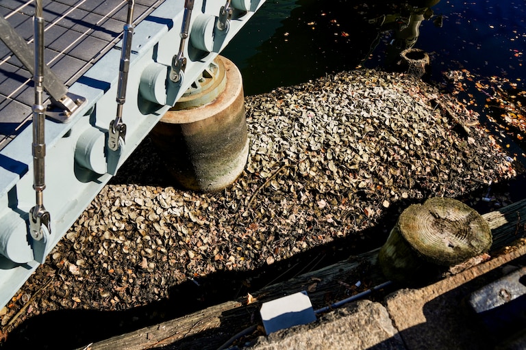 The extreme low tide exposes oysters planted in Baltimore's Inner Harbor as the tide starts to come in on Thursday.