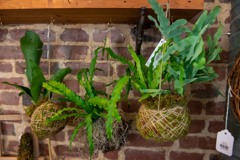 Kokedama moss balls on display at B. Willow in Remington.