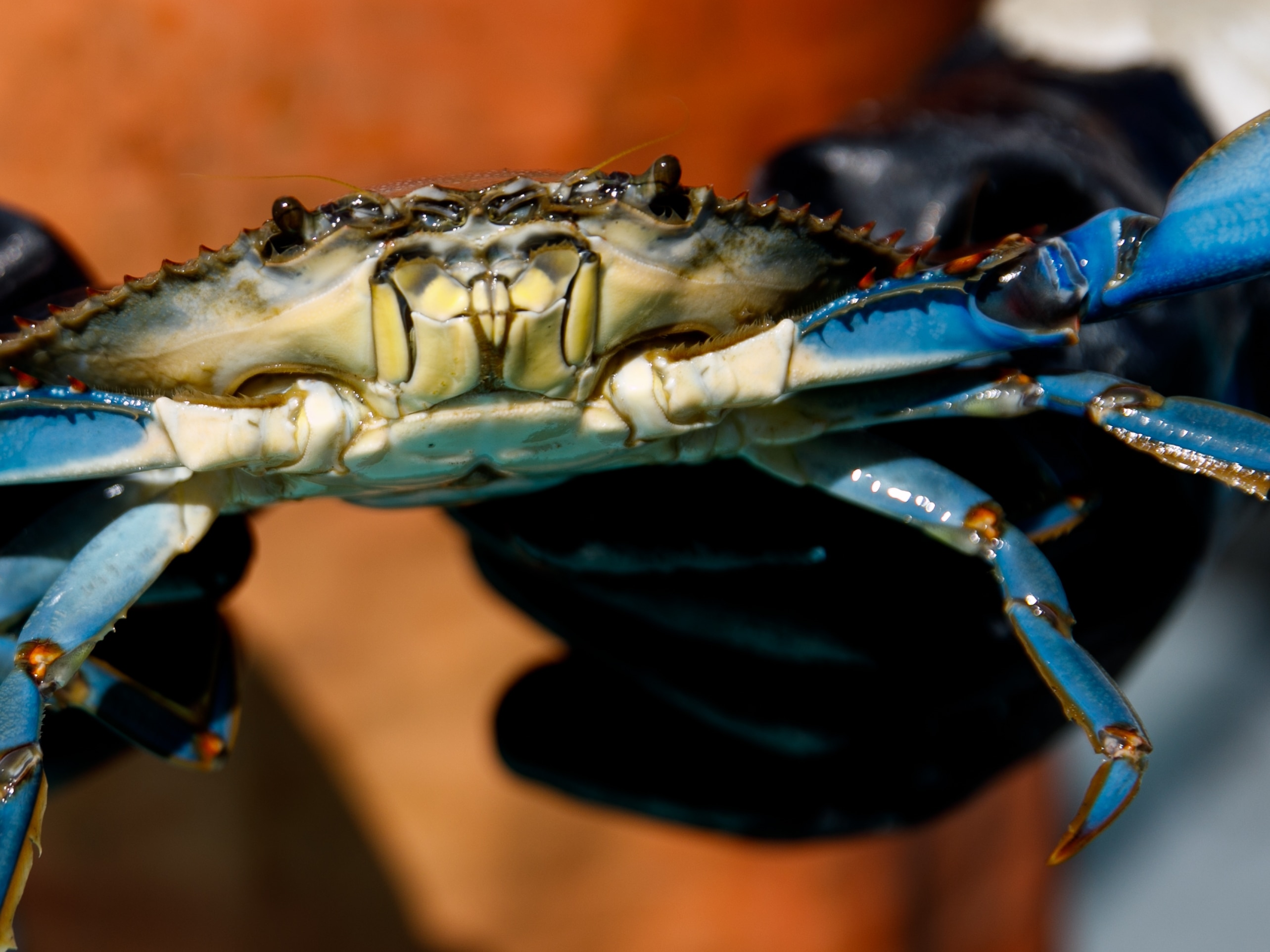 JC Hudgins shows a blue crab he caught in the Chesapeake Bay in Mathews, Va., on Friday, June 10, 2022.