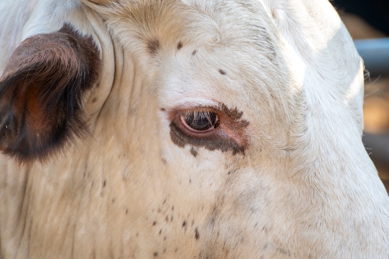 Exotic animals were banned from the Montgomery County fair a few years ago, but the City of Gaithersburg says farm animals on display are a different story.
