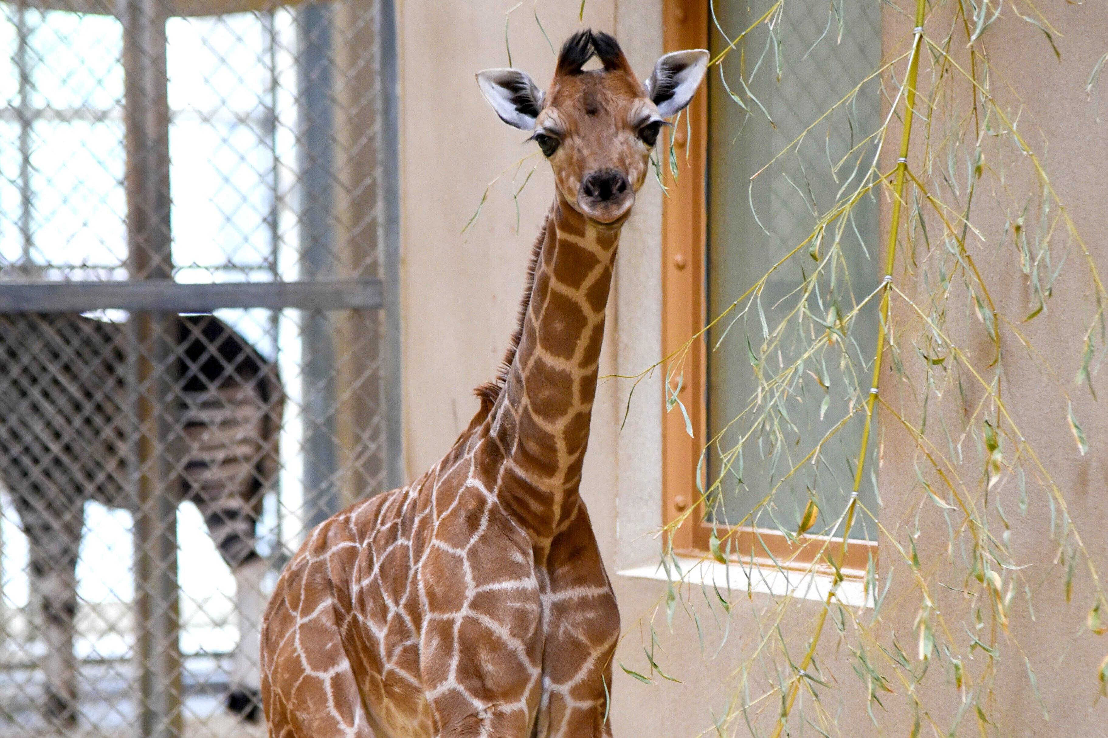 Kipi, a 4-year-old reticulated giraffe at the Maryland Zoo, had a baby girl on March 27. Keepers said they didn't know Kipi was pregnant, but the new calf is a welcome surprise.