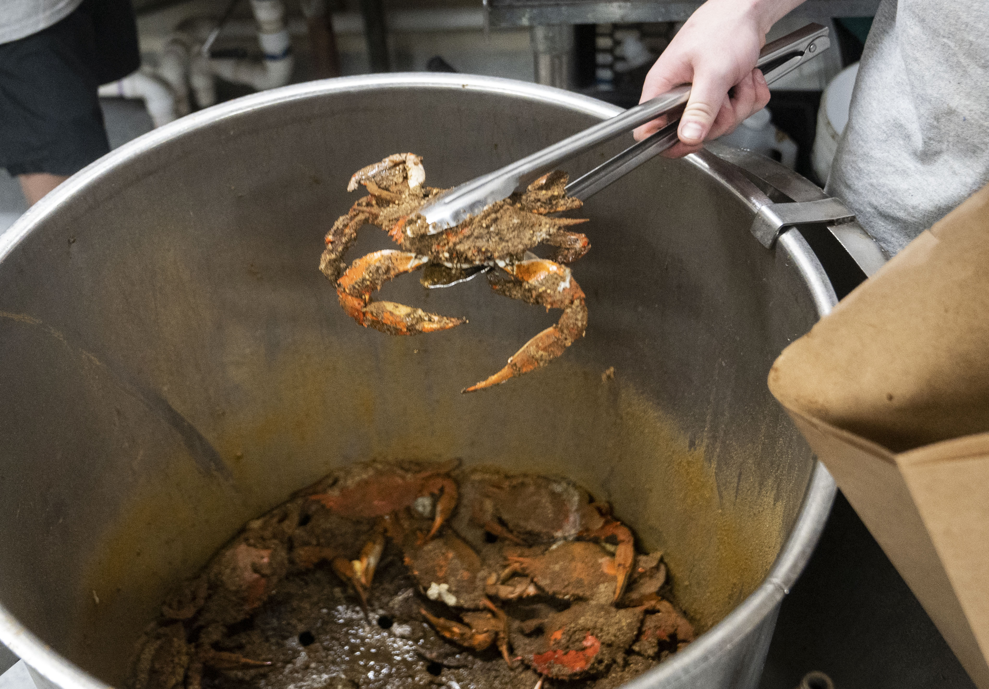 Crabs after being steamed at Conrad's Crabs & Seafood Market in Parkville, Thursday, June 1, 2023.