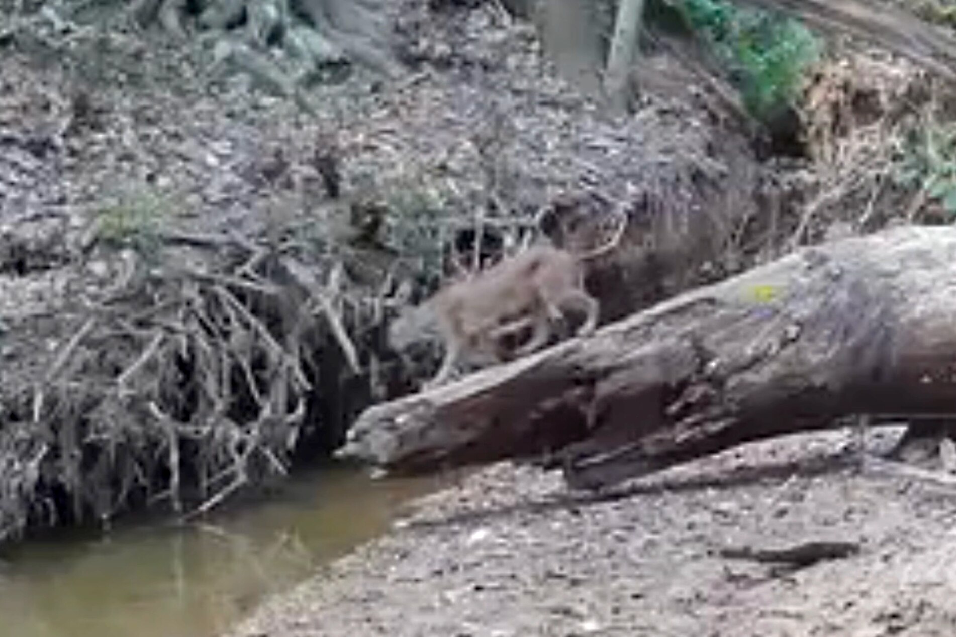 A still from trail camera footage from September in northern Harford County shows the first bobcat caught on camera in the area.