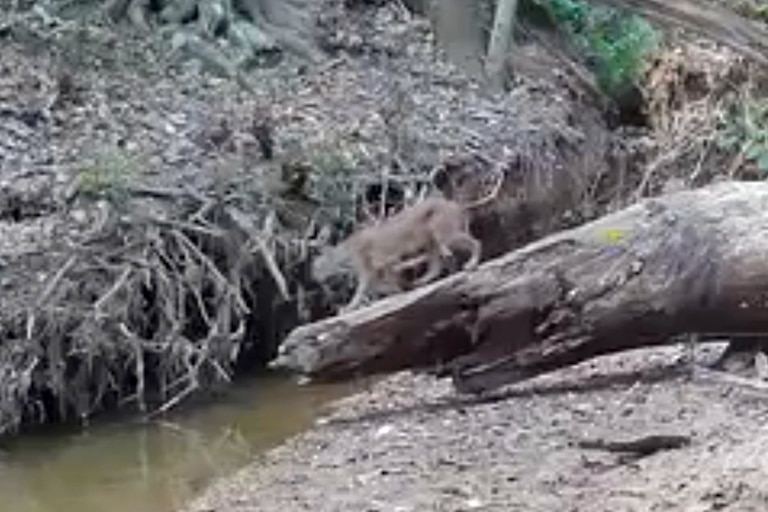 A still from trail camera footage from September in northern Harford County shows the first bobcat caught on camera in the area.