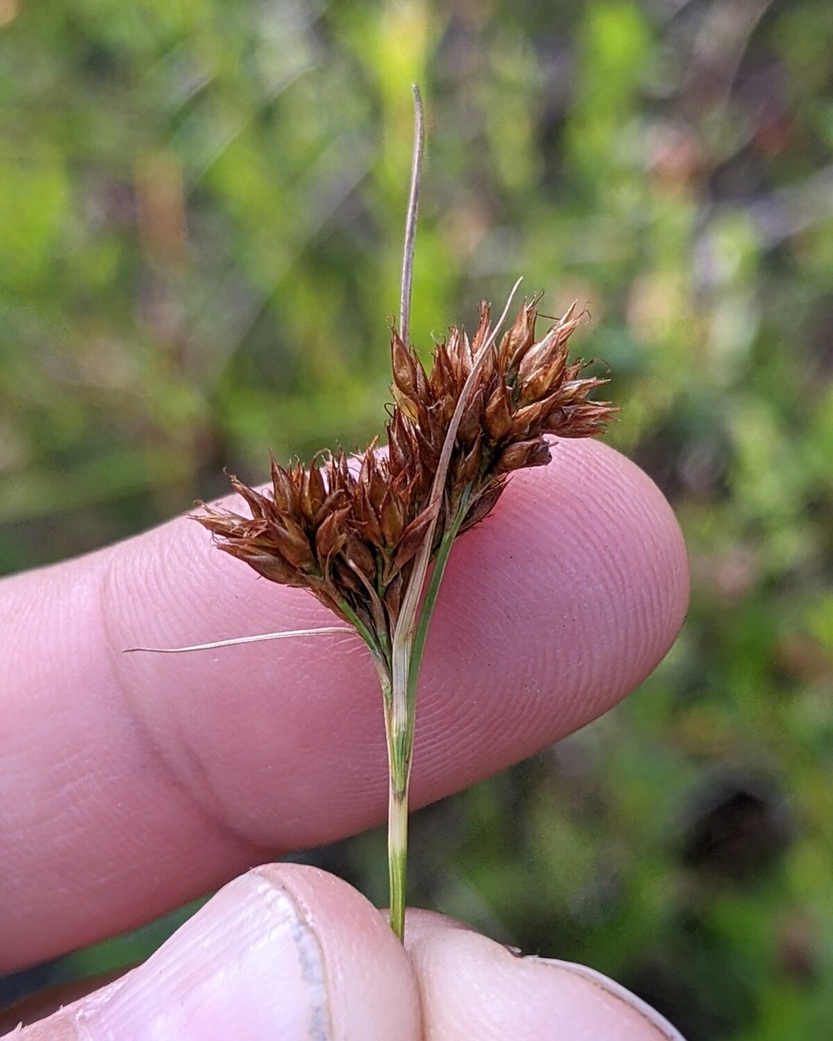The Mid-Atlantic beaksedge is a rare, grassy plant with rust-colored spikelets.