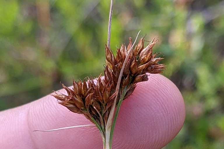 The Mid-Atlantic beaksedge is a rare, grassy plant with rust-colored spikelets.