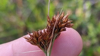 The Mid-Atlantic beaksedge is a rare, grassy plant with rust-colored spikelets.