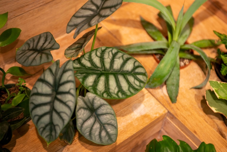 A alocasia silver dragon at green neighbor in Hampden.