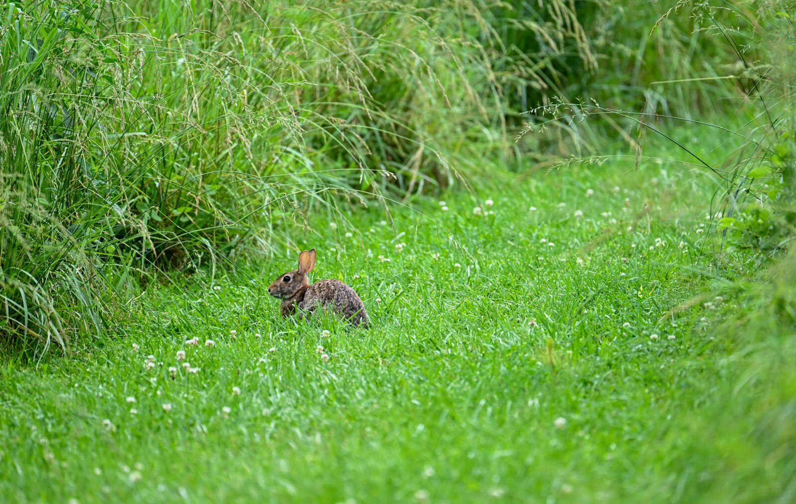 Wildflower meadow at Oregon Ridge that was mowed down.
