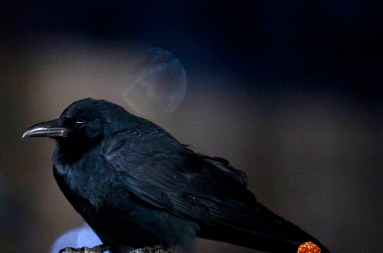 A crow perches on the wall of a parking garage in downtown Bethesda, on Sunday, January 11, 2026.