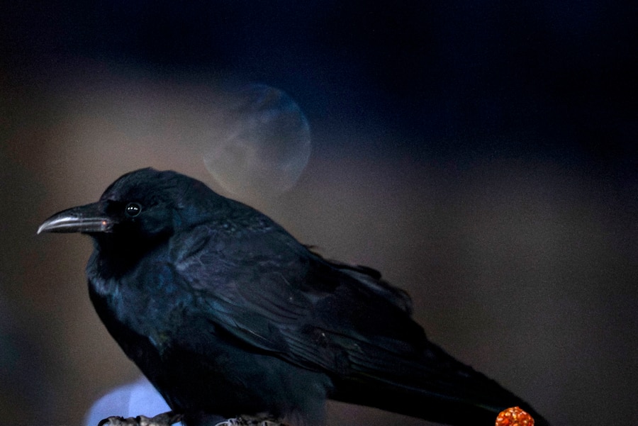 Do crows give gifts to humans? Marylanders share their experiences ...