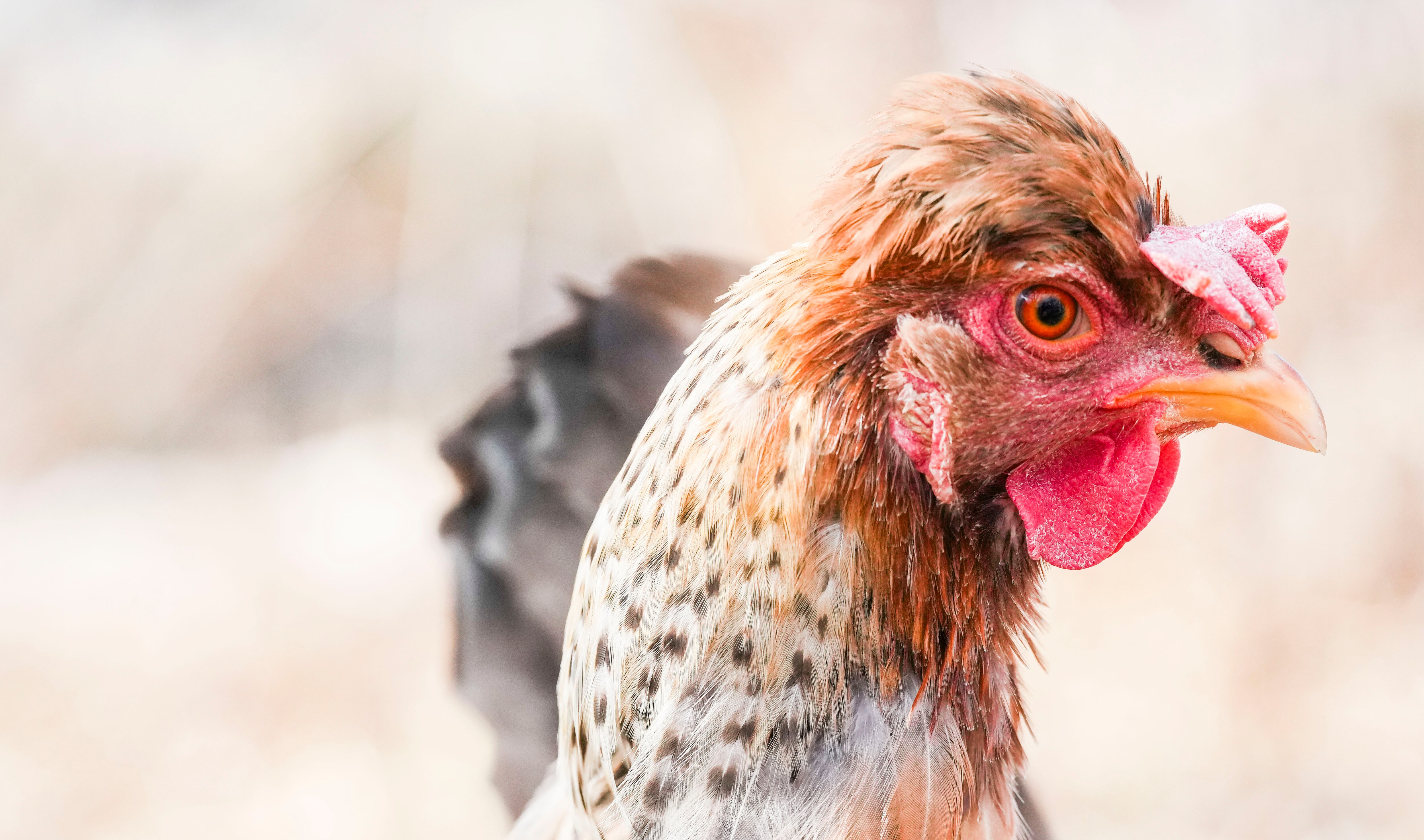 Bird flu was detected recently in wild birds and birds on a commercial property in Eastern Maryland.