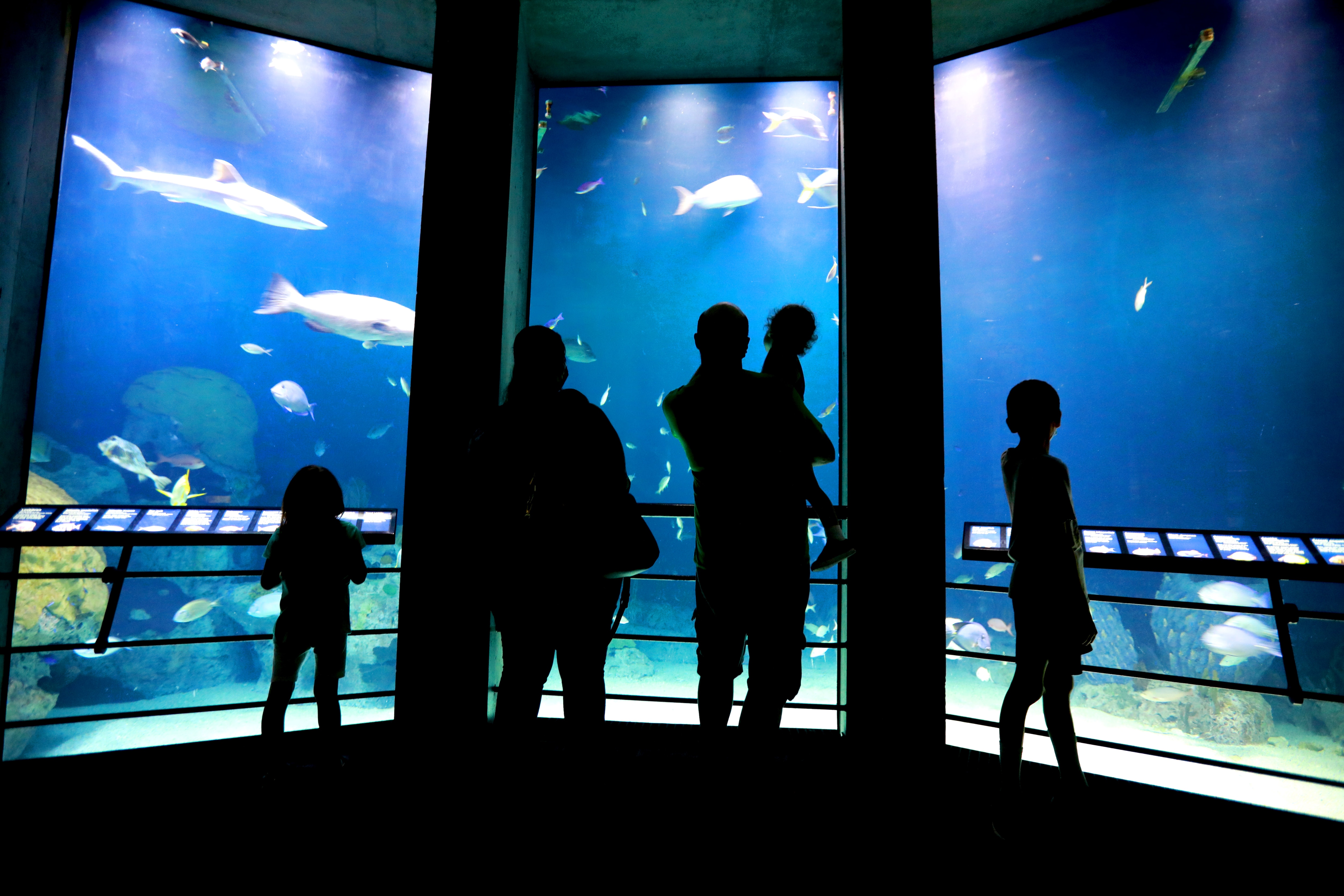 A family is shilouetted against the Aquarium’s tanks as the checkout the different variety of fish.