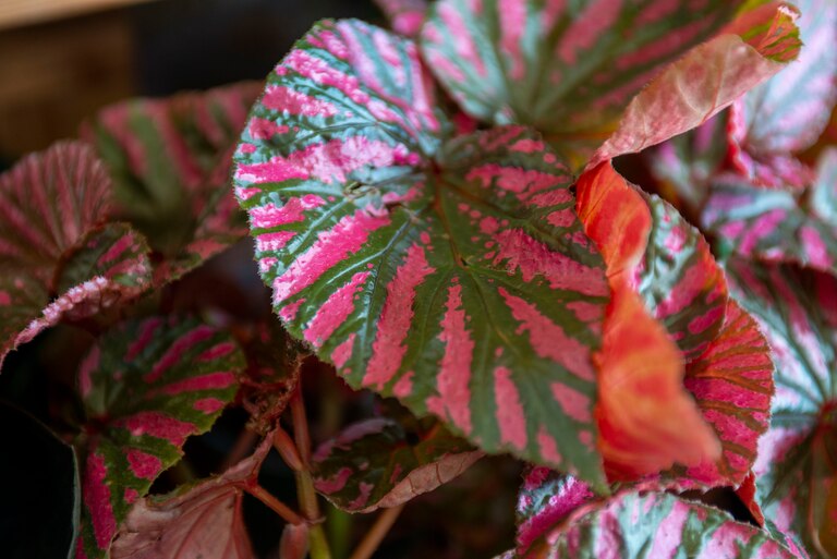 A vibrant angel wing begonia at B. Willow in Remington.