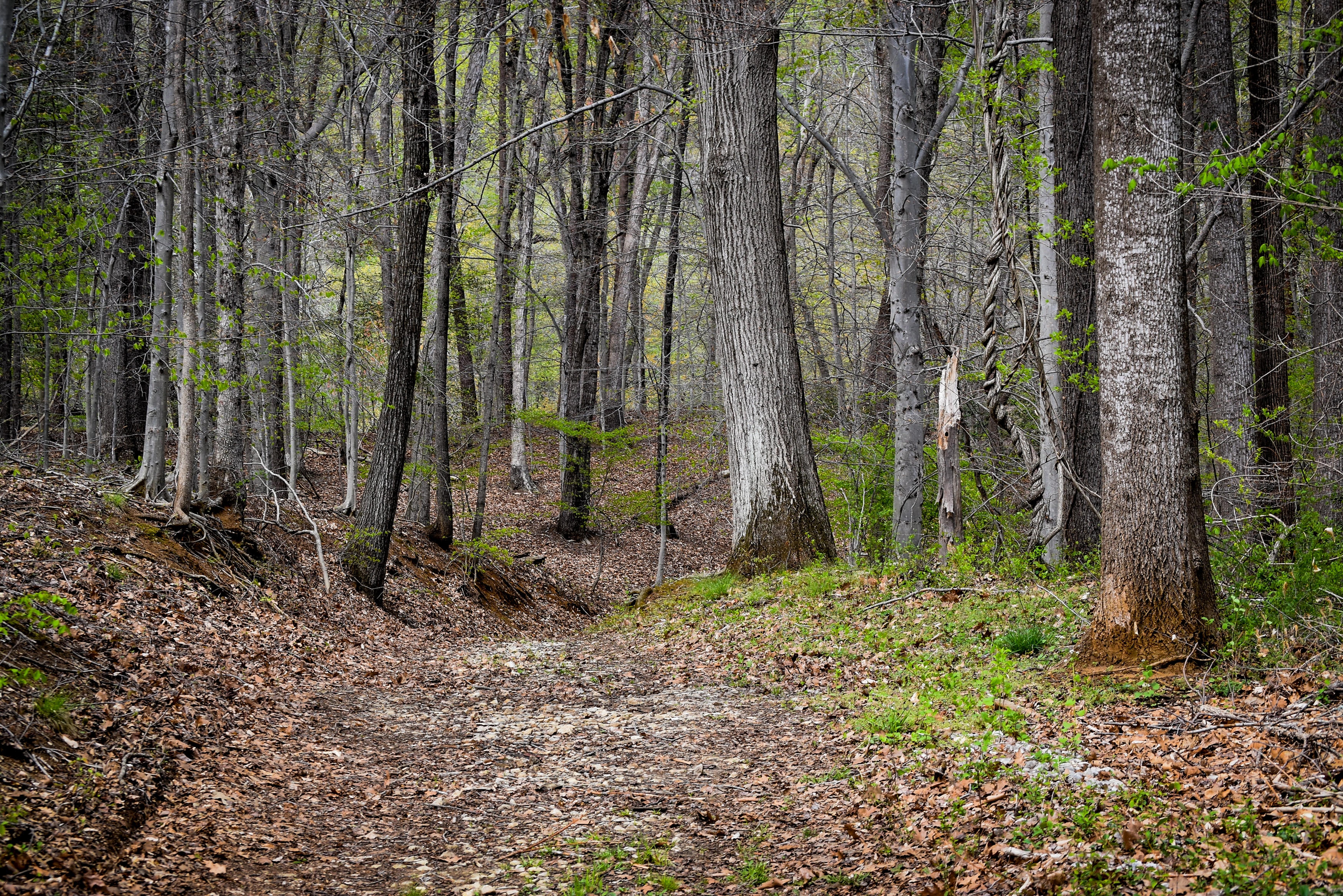 Some of the newly preserved land near Saltworks Creek in Anne Arundel County. The land is just off Bestgate Road.