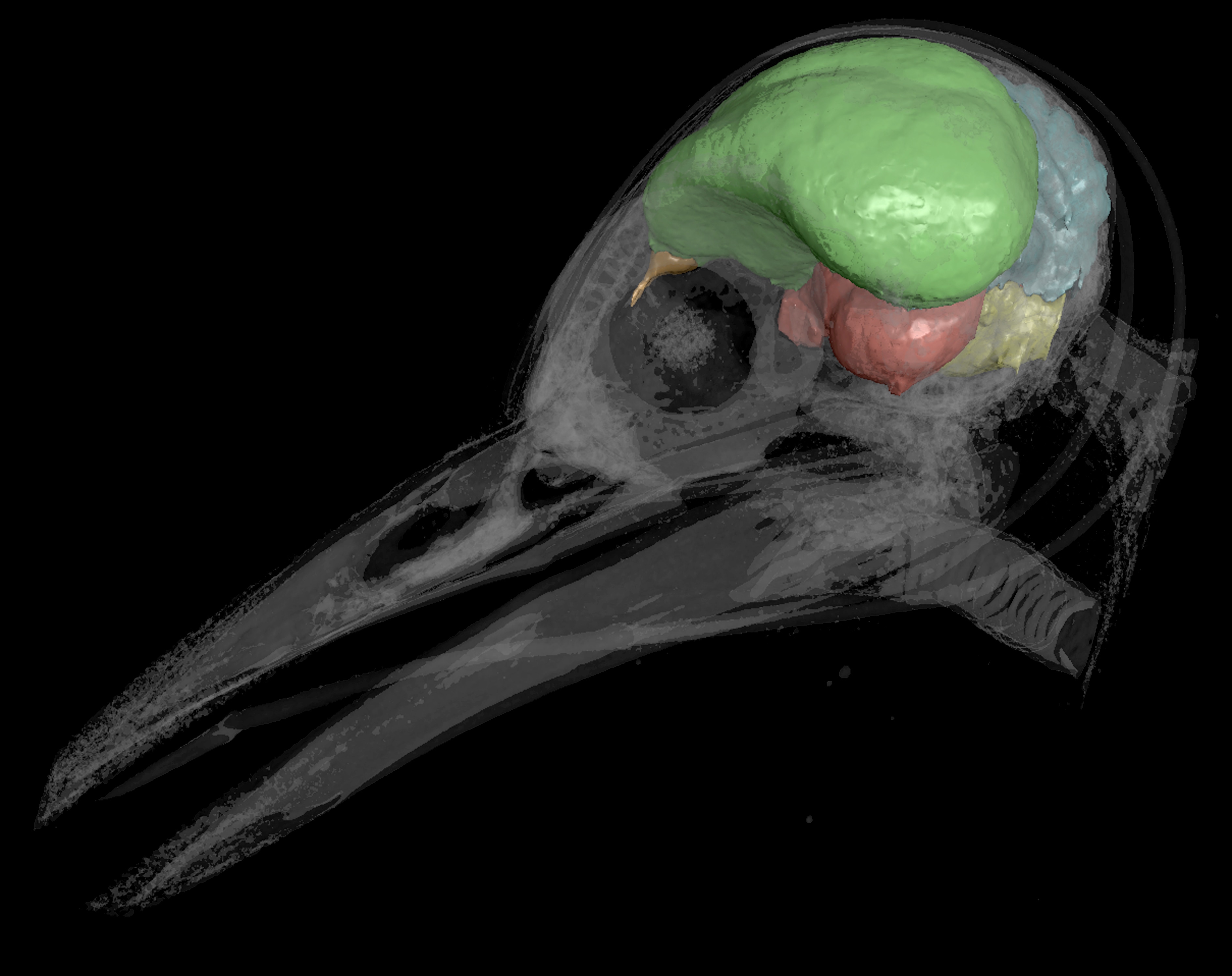 Scientists took images of bird brains to gather proof about how they evolved to fly. The colored part is the cerebellum, the part responsible for flight.