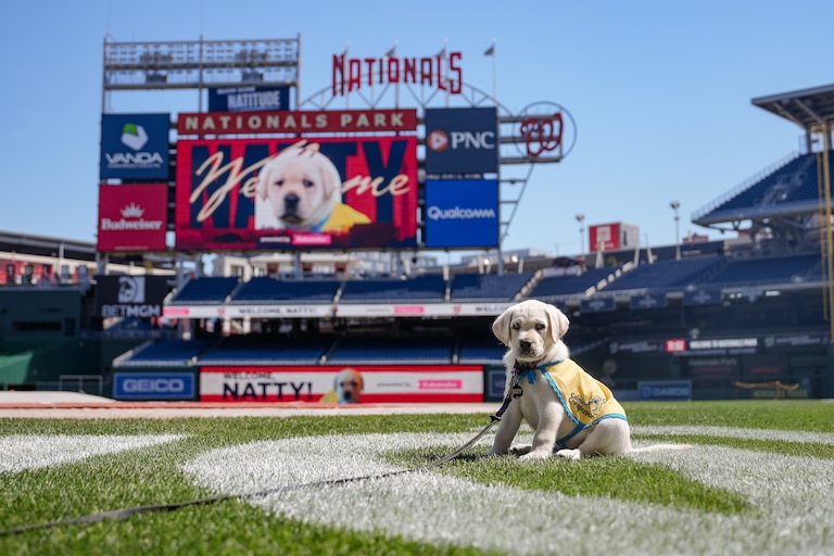Natty, the Nationals' new team dog, poses for a picture at Nationals Park.