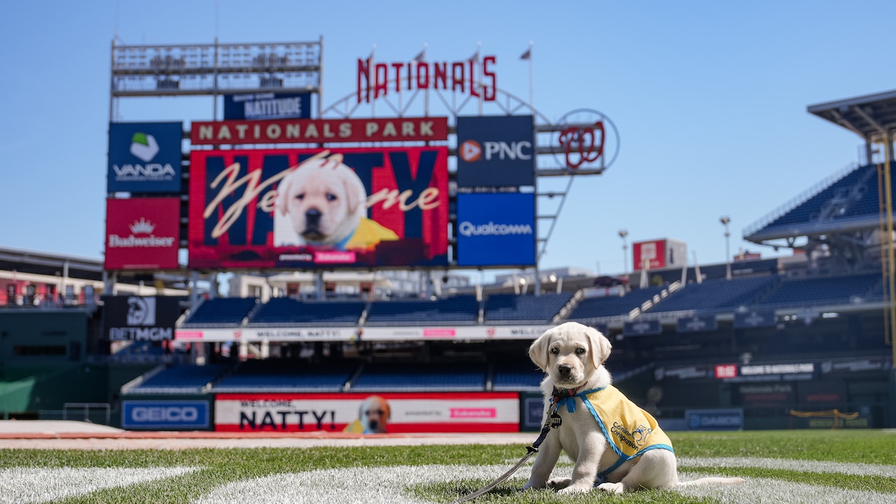 Washington Nationals team dog Natty to make major league debut Friday ...