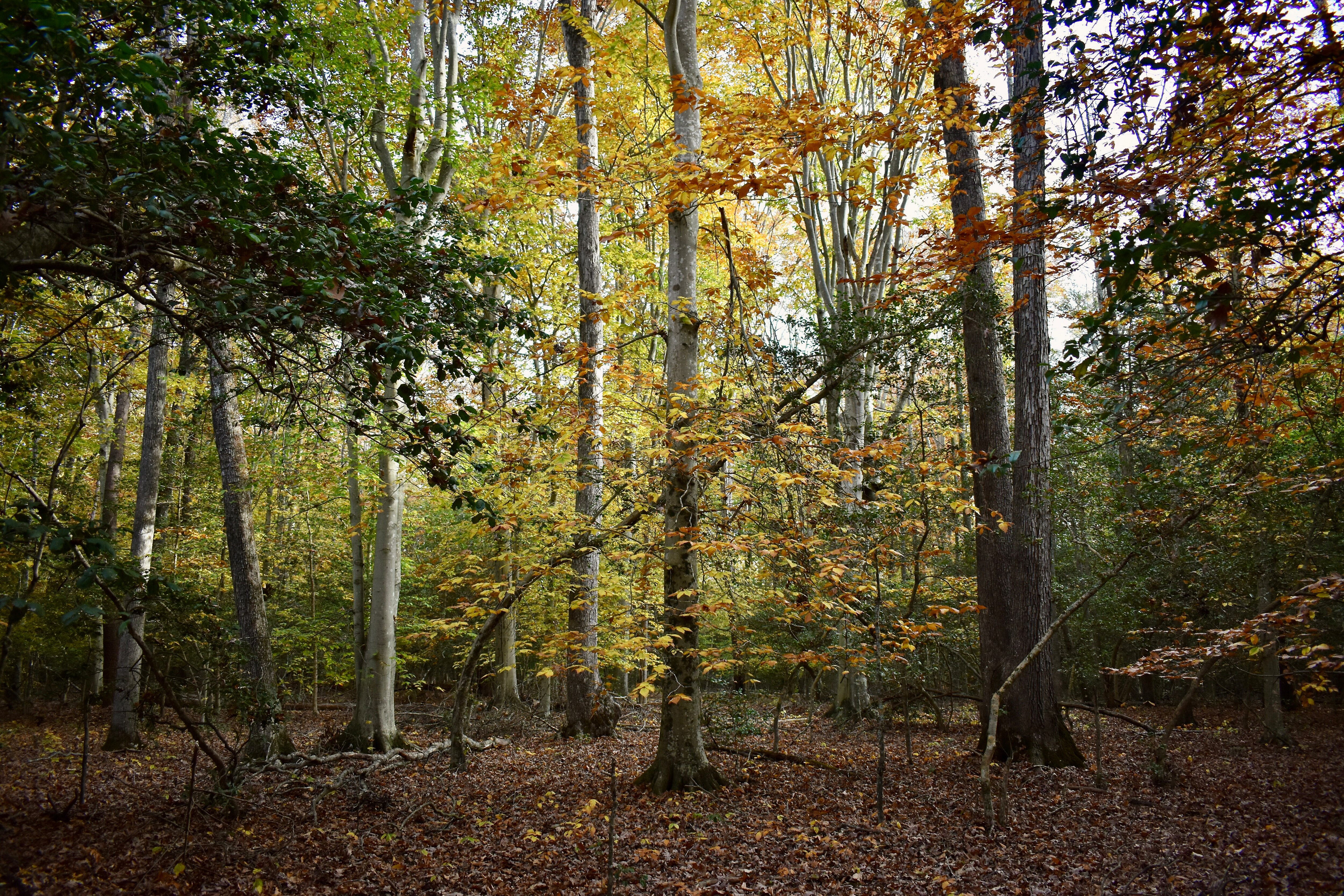The Southern Maryland Woodlands National Wildlife Refuge would protect up to 40,000 acres spread across a large area spanning Anne Arundel, Calvert, Charles, Prince George’s and St. Mary’s counties, mostly south of Washington, D.C.