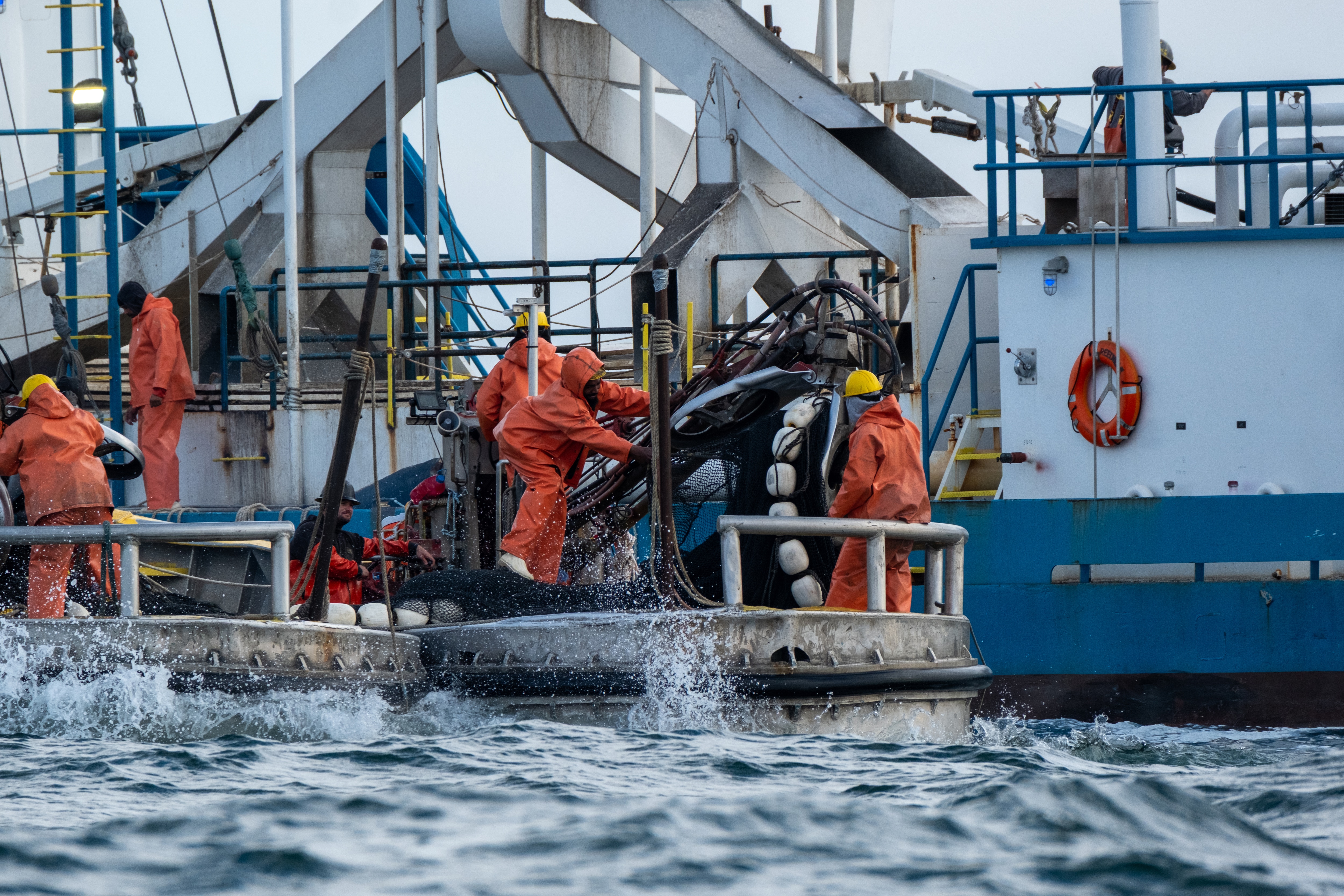 Reduction fishermen tend to their haul of menhaden on the Chesapeake Bay in 2023.