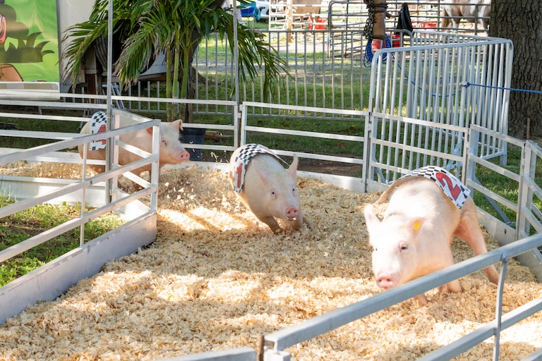 Head down to the tiny racetrack to watch pigs named after celebrities with a piggy twist: Mia Hamm, Kevin Bacon, Christina Hoguilera, etc.