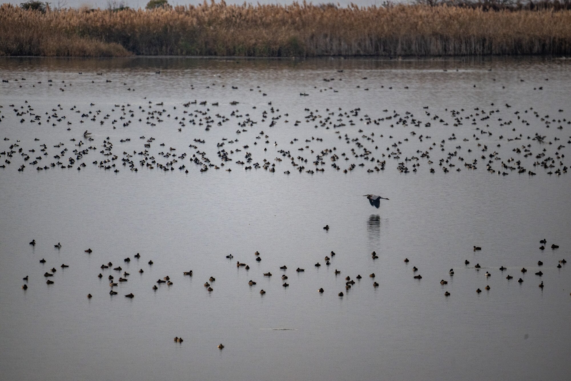 A man died after falling out of a boat while crabbing near Hart-Miller Island on Tuesday.