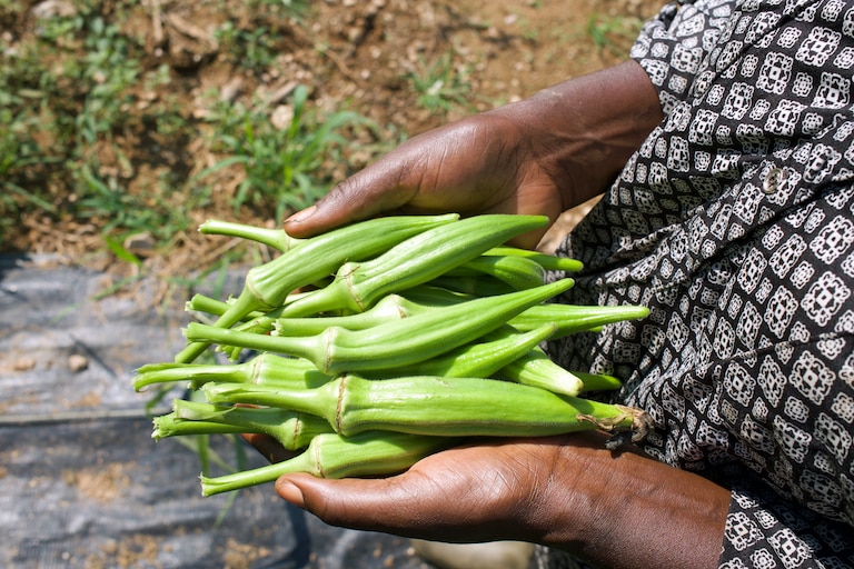 AUGUST 28, 2026 - Okra grows very well in Maryland, Charles Choti said.