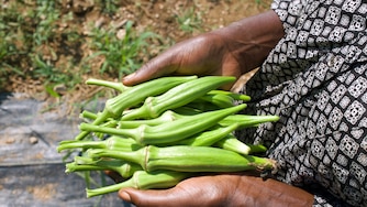 AUGUST 28, 2026 - Okra grows very well in Maryland, Charles Choti said.