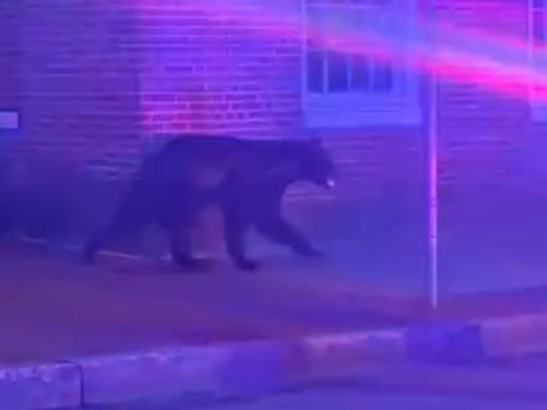 A video still of the bear in Frederick on Sunday, July 20, 2026.