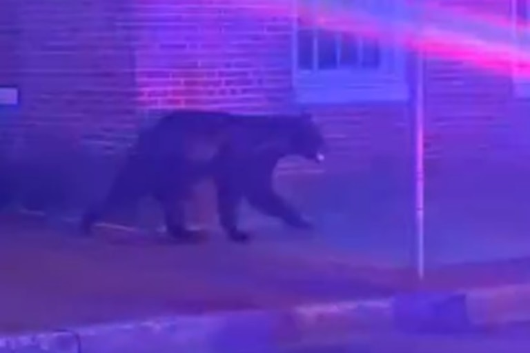 A video still of the bear in Frederick on Sunday, July 20, 2026.